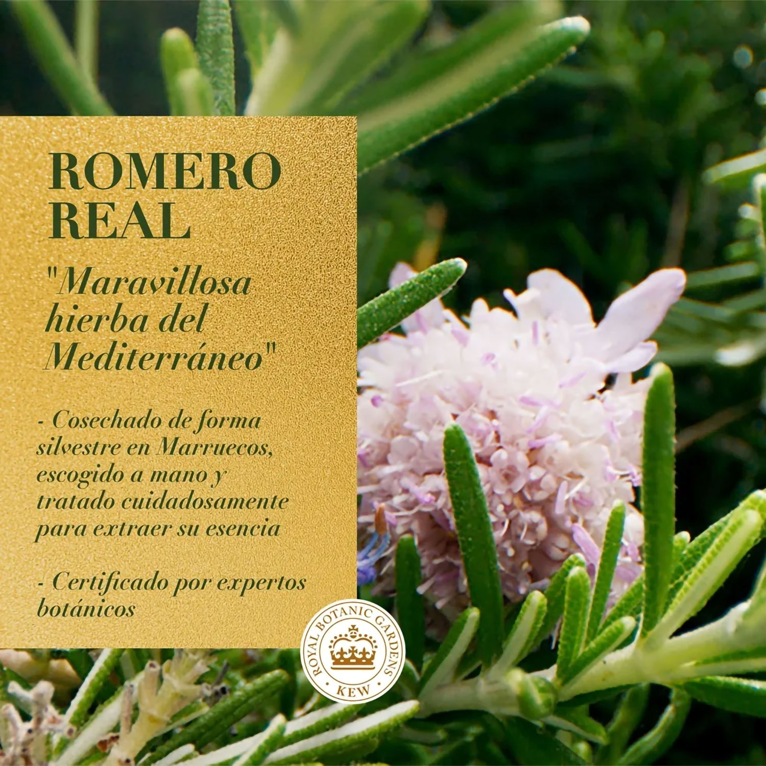 Acondicionador Herbal Essences Rosemary & Herbs X 400 Ml - Imagen 4